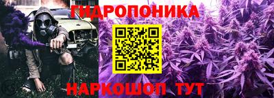 стаф Кингисепп